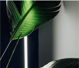 A close-up of a large, green tropical leaf dramatically backlit by a vertical strip of bright white light against a dark background.